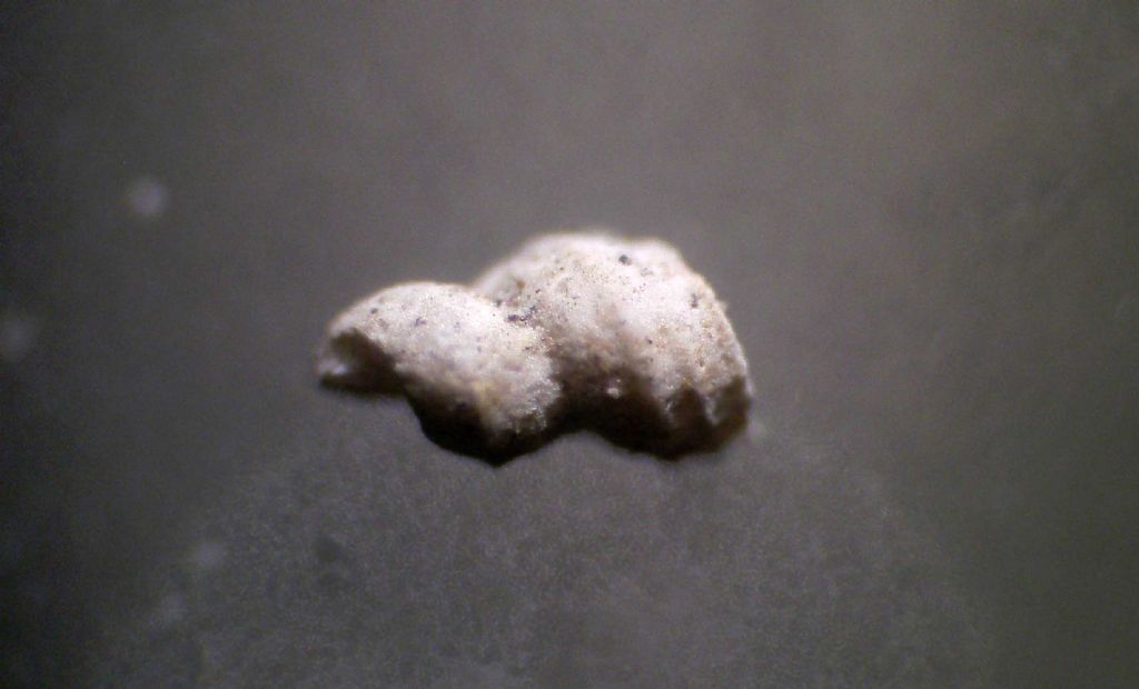 Microconchiglie plioceniche